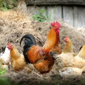 chickens-2522623_1280 chickens-2522623_1280