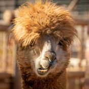 pexels-magda-ehlers-pexels-1300358 pexels-magda-ehlers-pexels-1300358